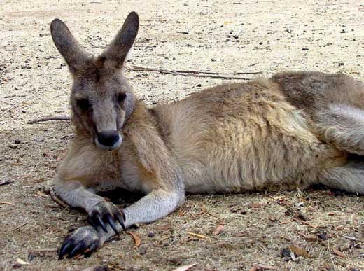 animals- relaxed kanguroo