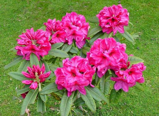 plants-